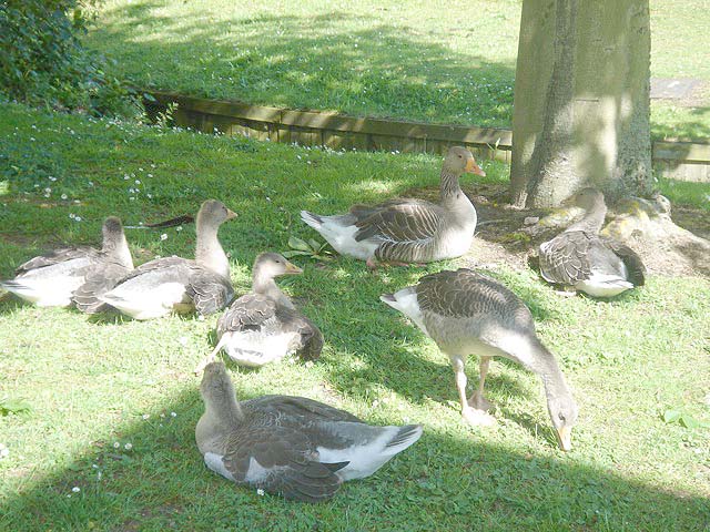 12geese
