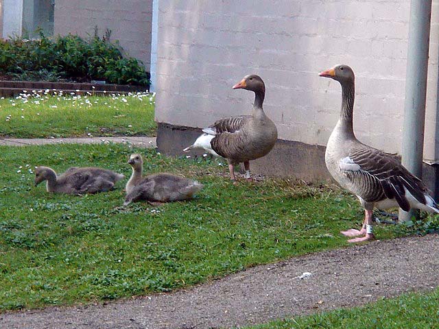 13younggeese