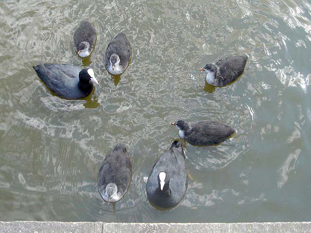 15cootfamily
