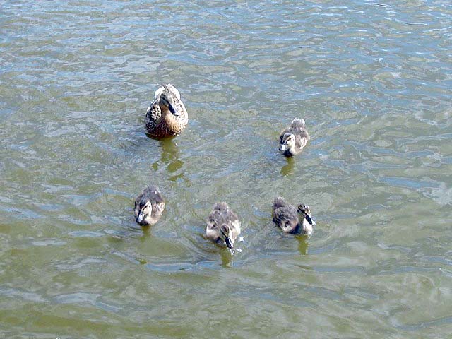 16mallardfamily