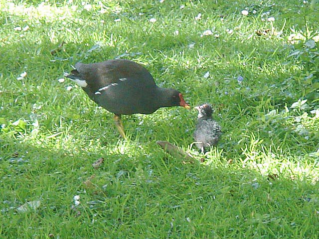 19moorhenfeeding