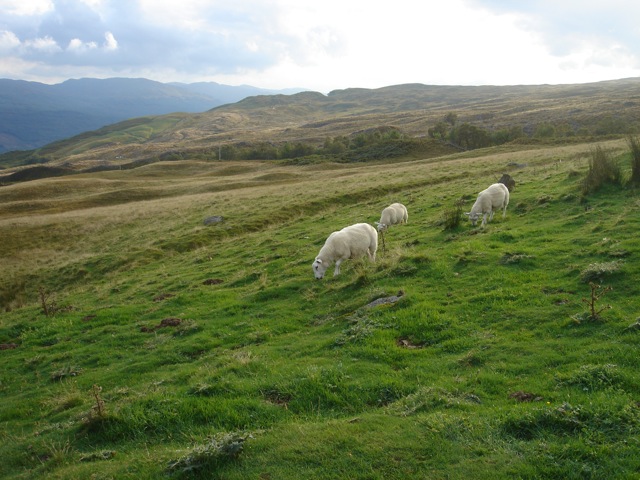 18sheep