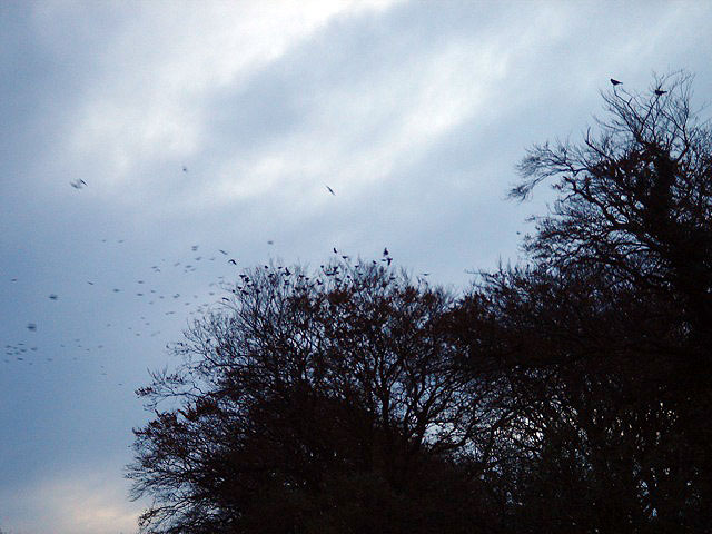 27birdstree