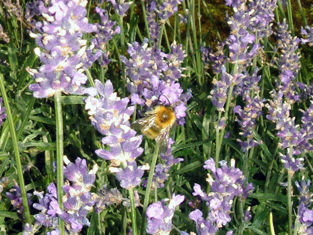 36bee1