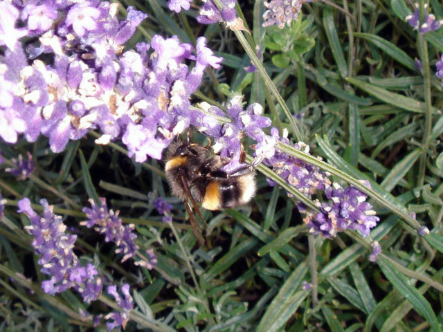 37bee2
