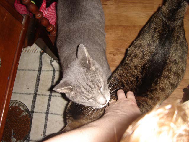 26kitties