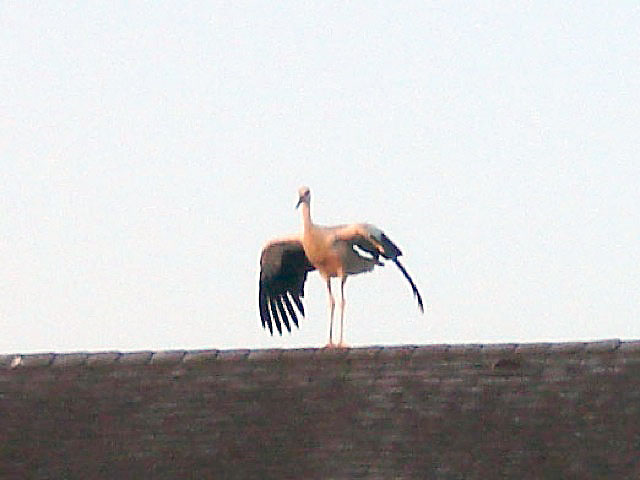 09stork