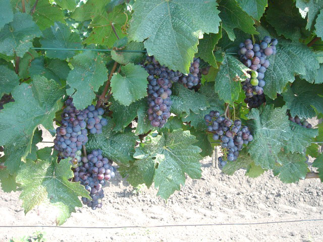 11grapes