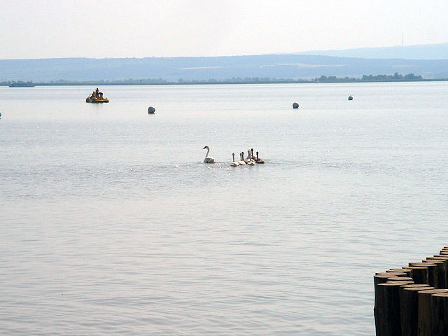 14swans