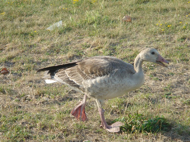 16gosling