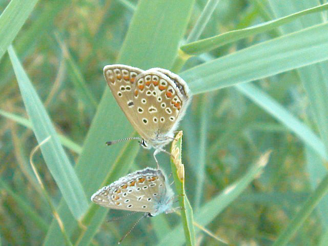 17butterfly