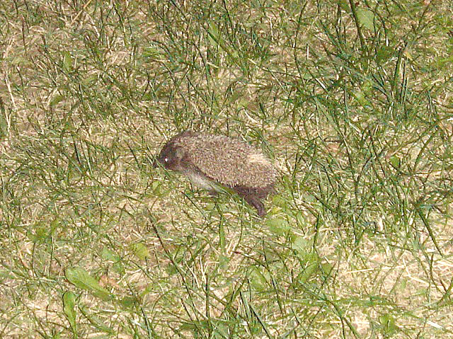 21hedgehog