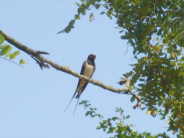 25swallow