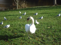 03swan