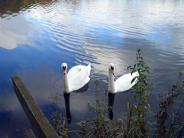 10swanscome