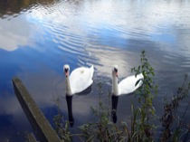 10swanscome