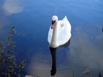 11swanphoto