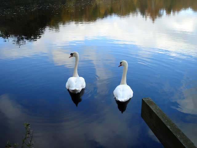12swansgo