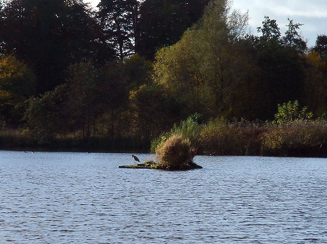 13heron
