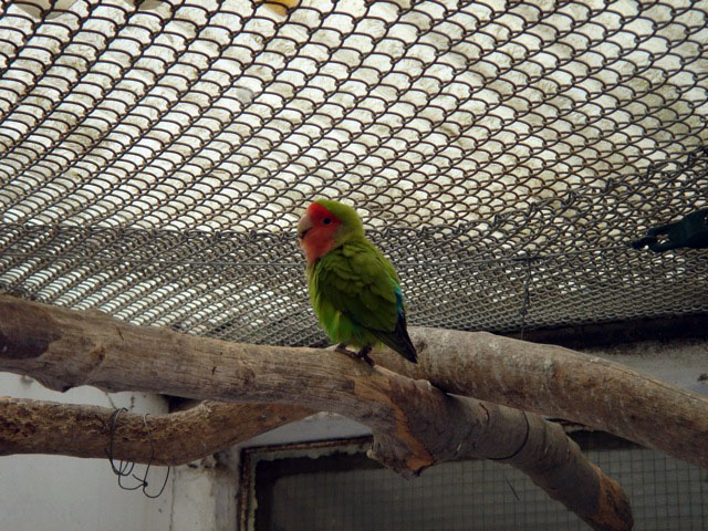 37parrot