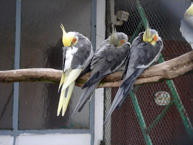40cockatiel