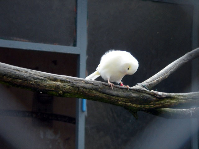 41canary