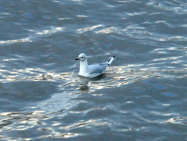 20blackheadedgull