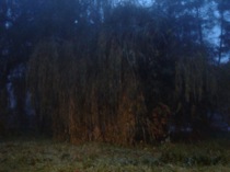 12willow