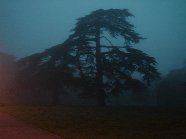 13cedar