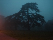 13cedar