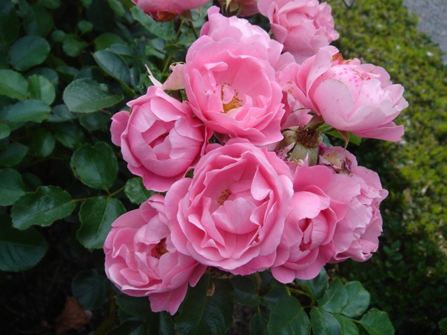 15roses