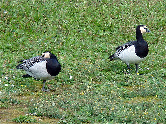 20barnaclegeese