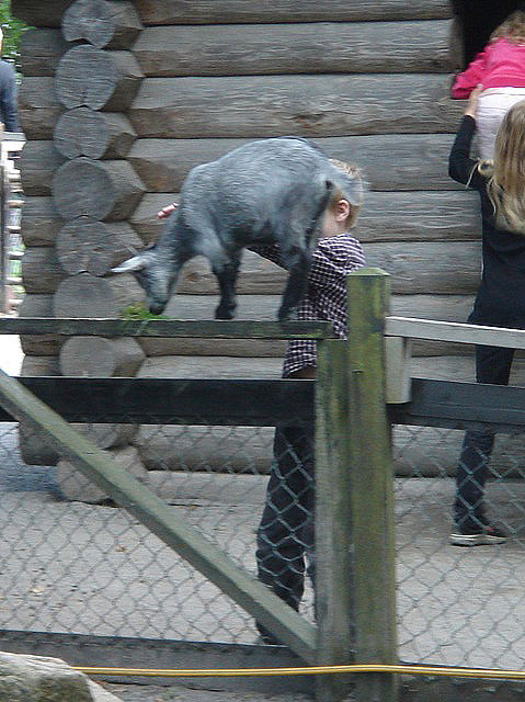 23goatfence