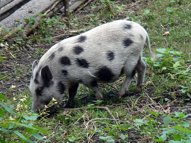 25pig