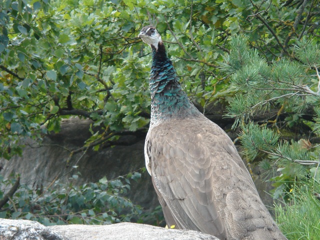 27peahen