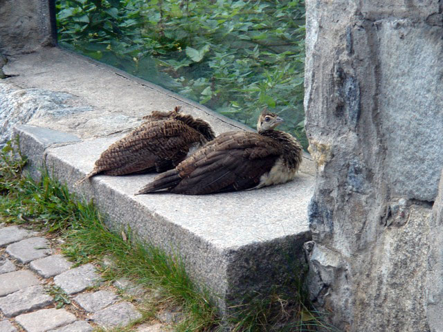 28peachicks