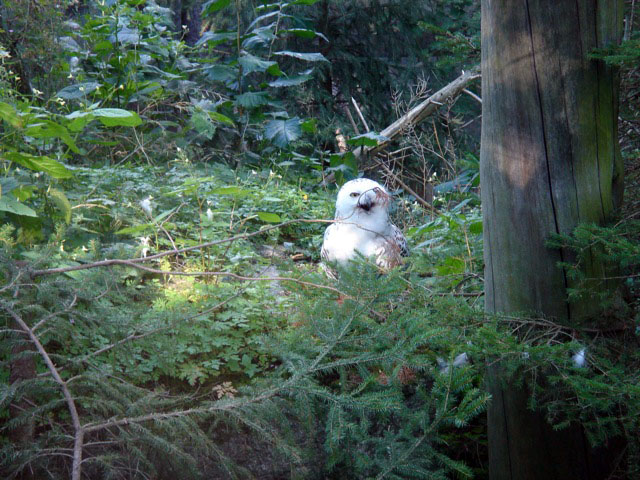 30owl