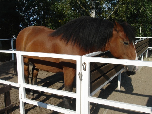 31drafthorse