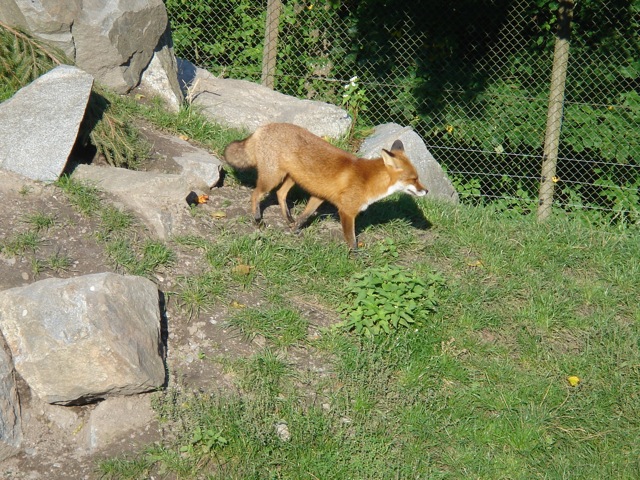 32fox