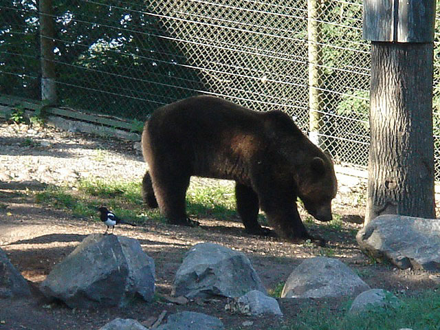 33bear