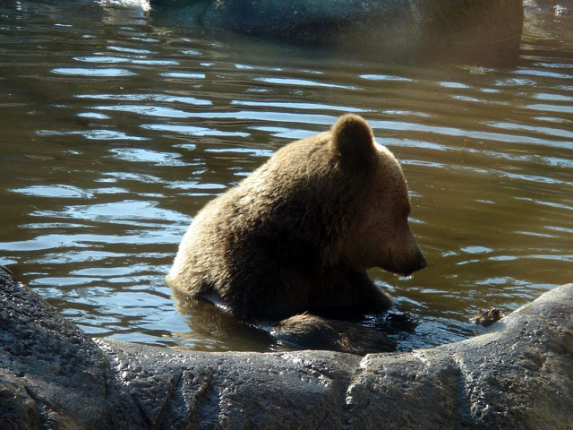 34mamabear