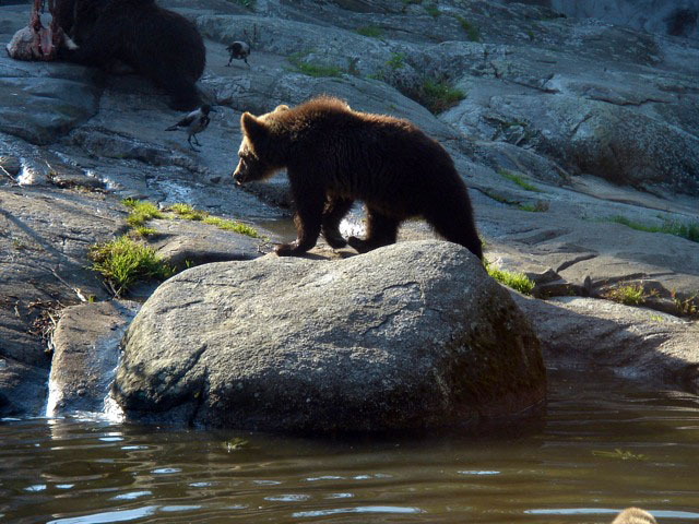 35babybear