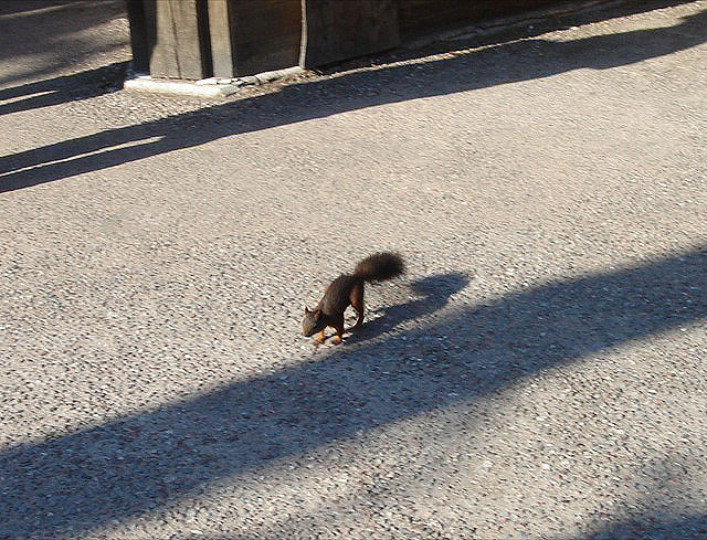 36squirrel