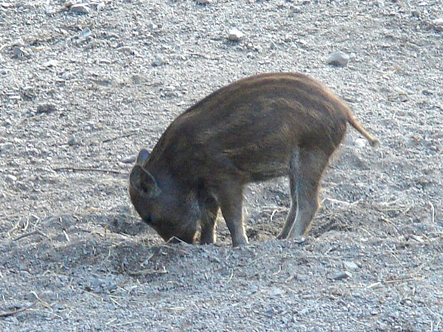 37babypig