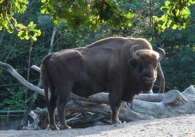 38bison