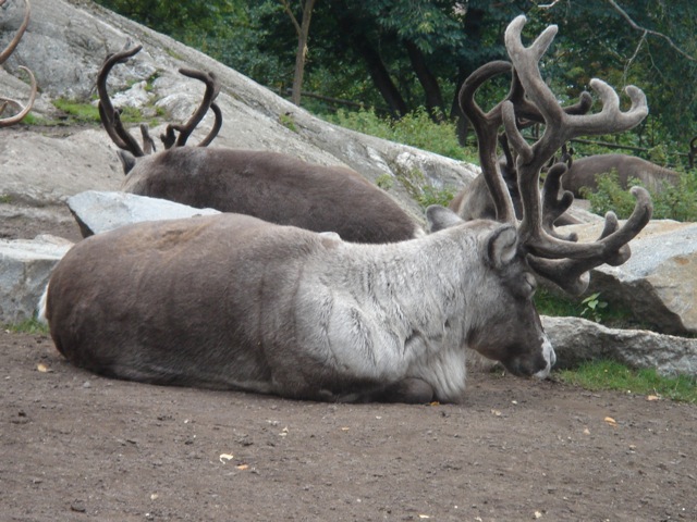40reindeer