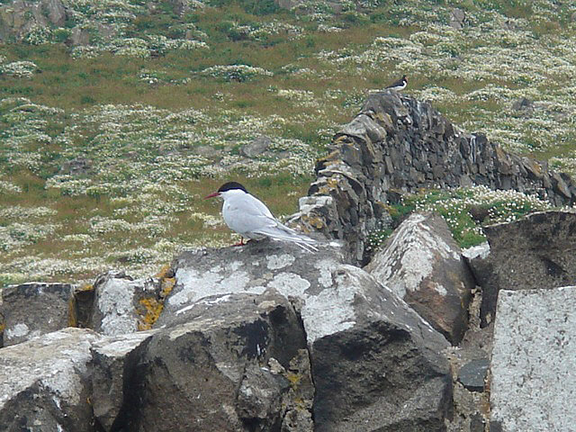 22ternperched
