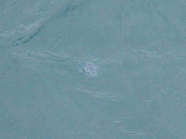 28jellyfish