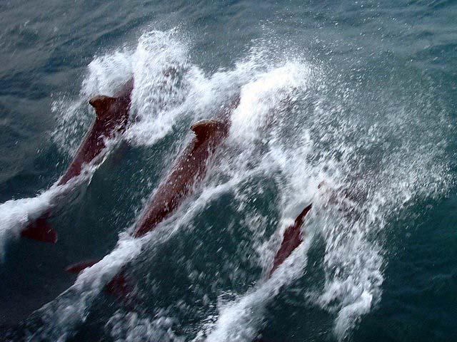31dolphins
