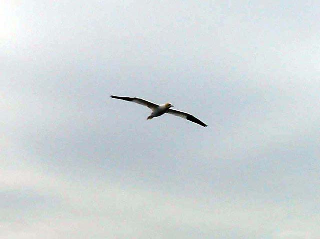 49gannet